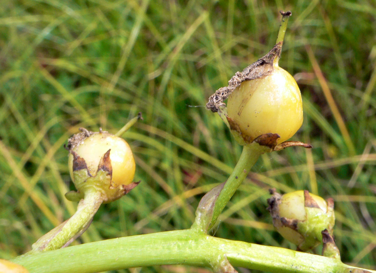 Image of Menyanthes trifoliata specimen.