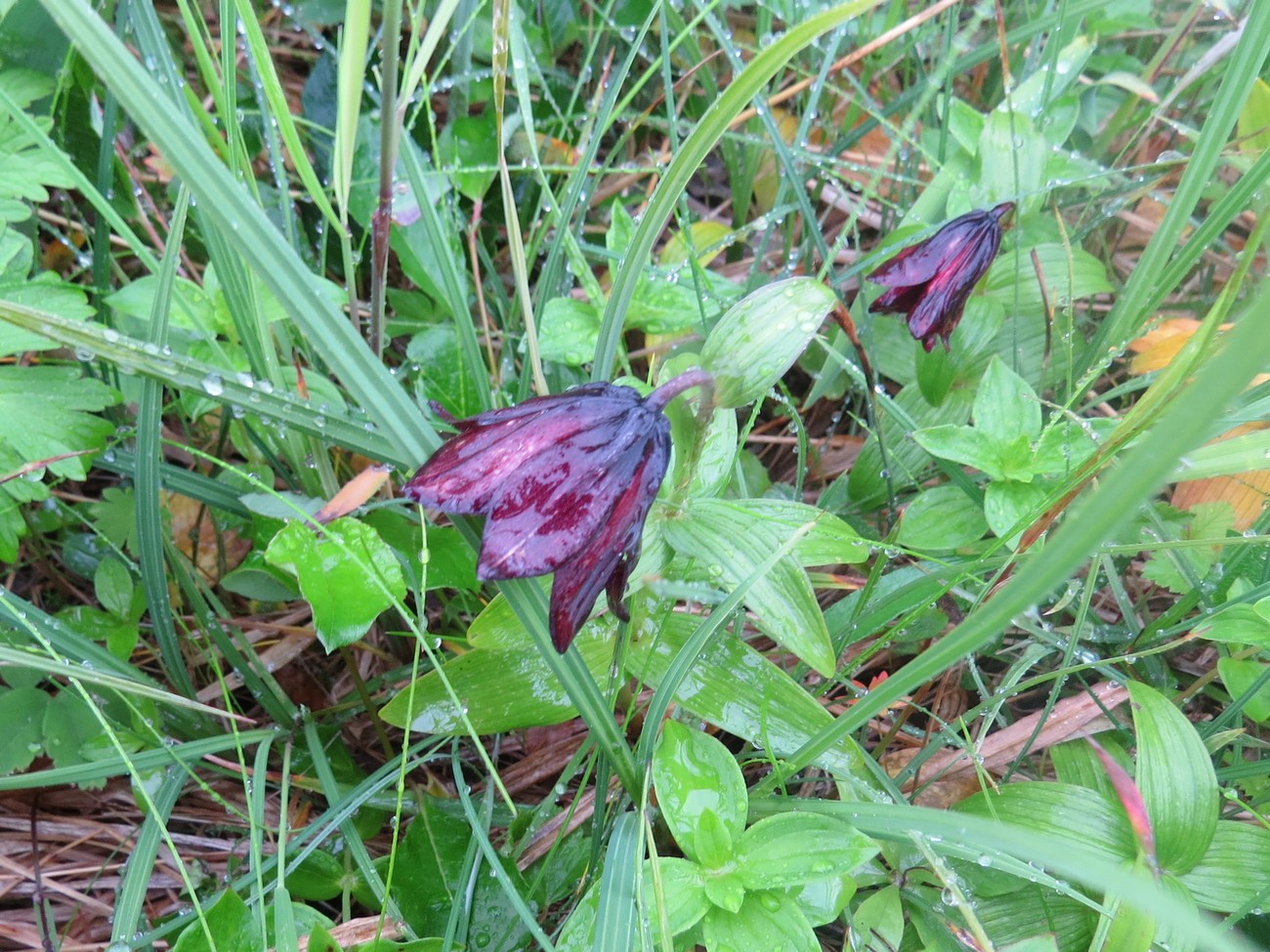 Image of Fritillaria camschatcensis specimen.