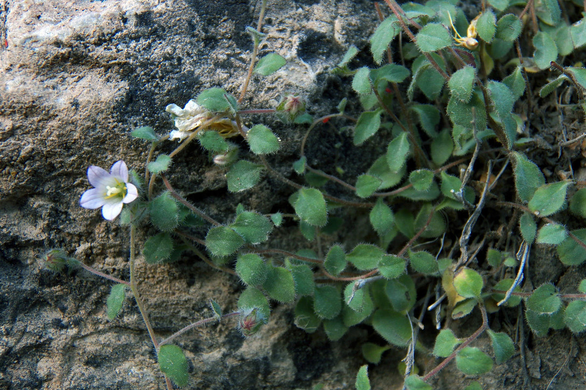 Изображение особи Campanula incanescens.
