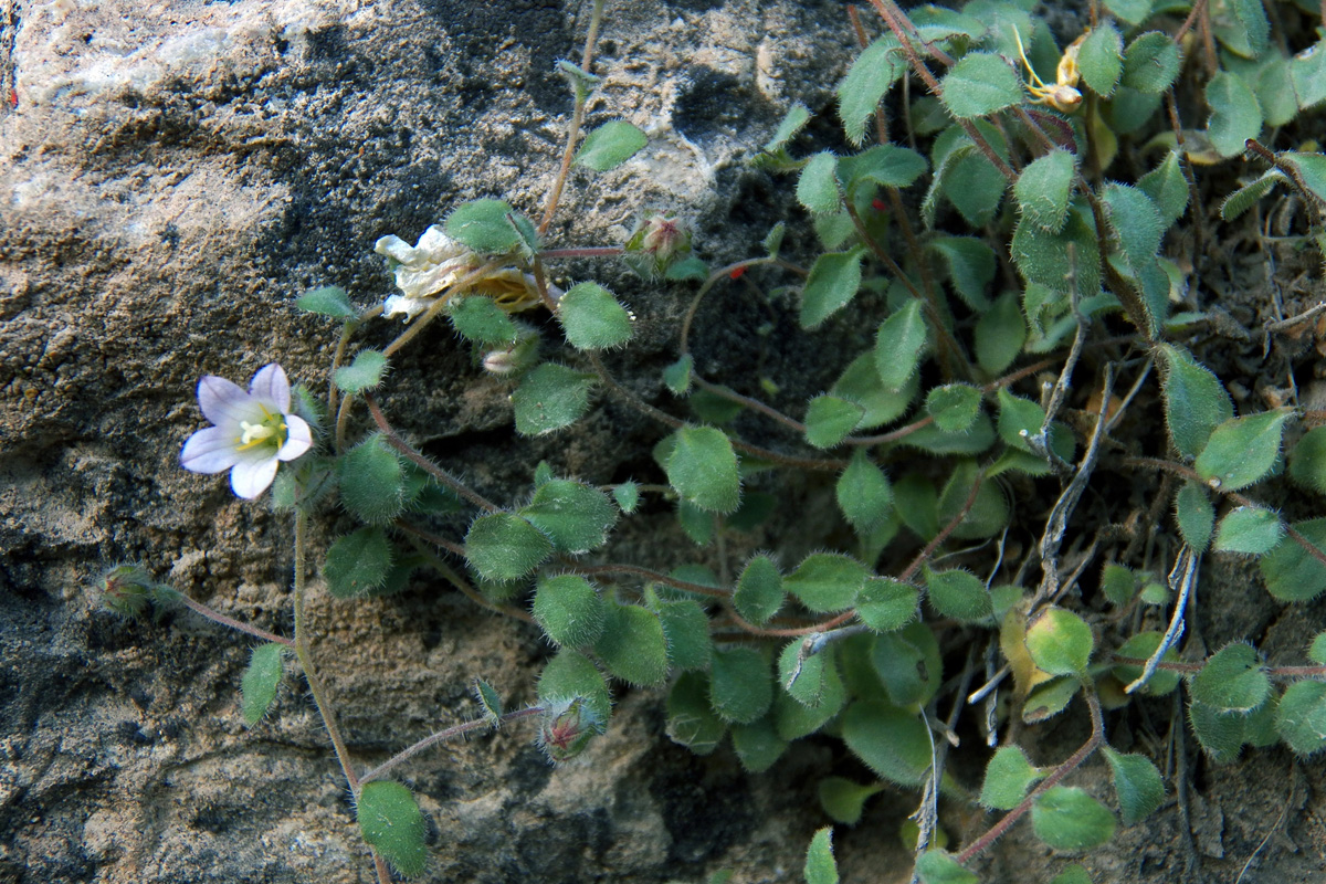 Image of Campanula incanescens specimen.