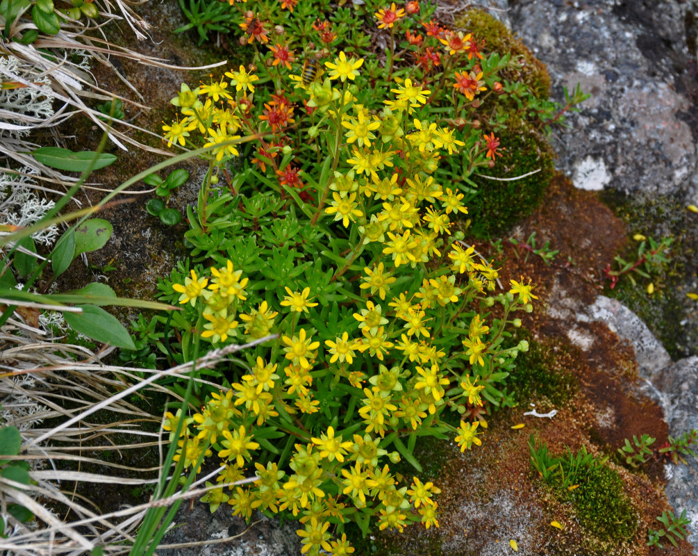 Изображение особи Saxifraga aizoides.