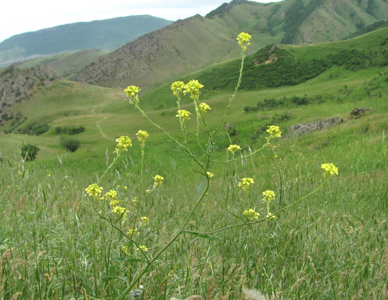 Изображение особи Rapistrum rugosum.