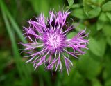 Centaurea pseudophrygia. Соцветие (вид сверху). Московская обл., Раменский р-н, окр. пос. Ильинский, Ильинский лес, на опушке березняка. 19.07.2018.