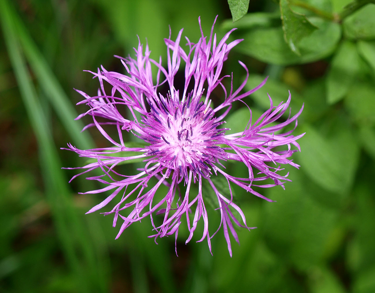 Изображение особи Centaurea pseudophrygia.