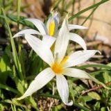 Romulea tempskyana