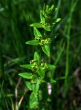 Cruciata krylovii. Побег с цветками. Алтайский край, Краснощековский р-н, с. Тигирек. 14 июня 2010 г.