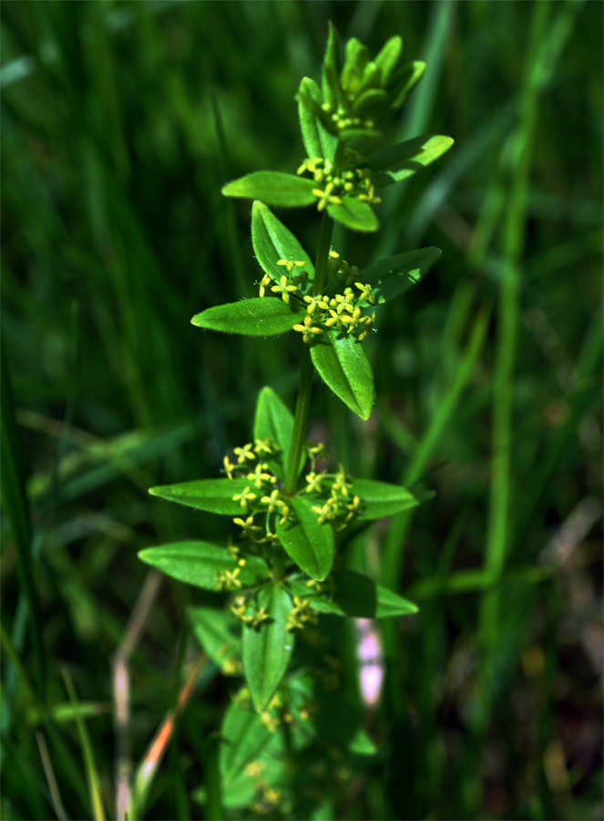 Image of Cruciata krylovii specimen.