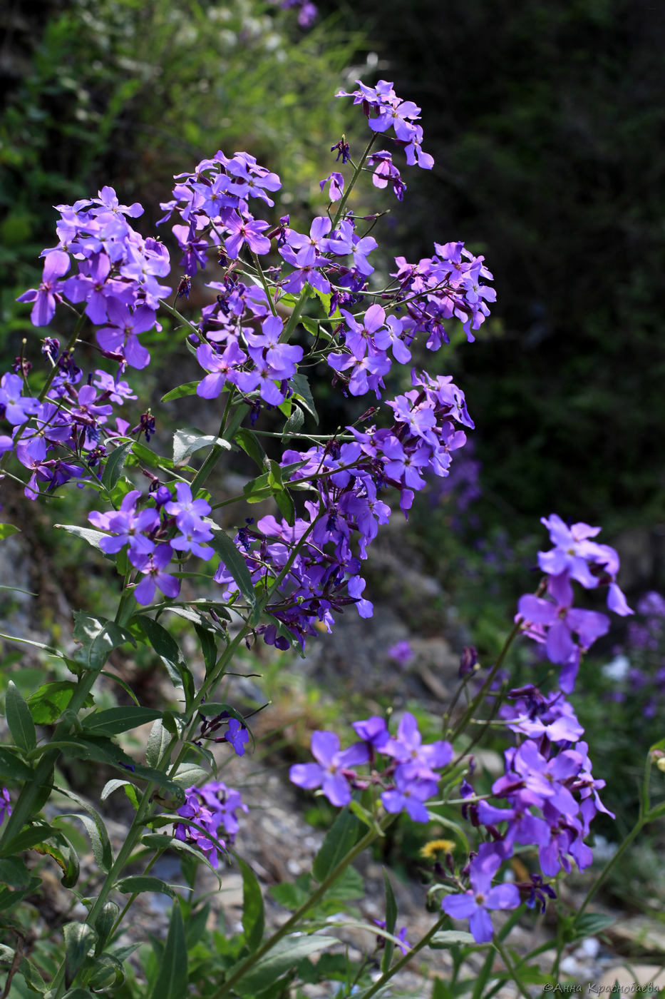 Изображение особи Hesperis matronalis.