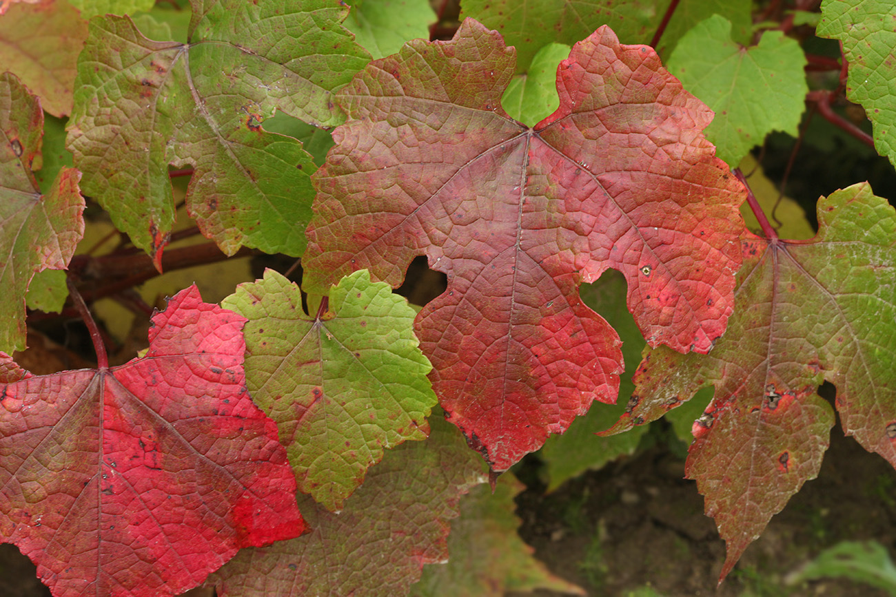 Изображение особи Vitis amurensis.