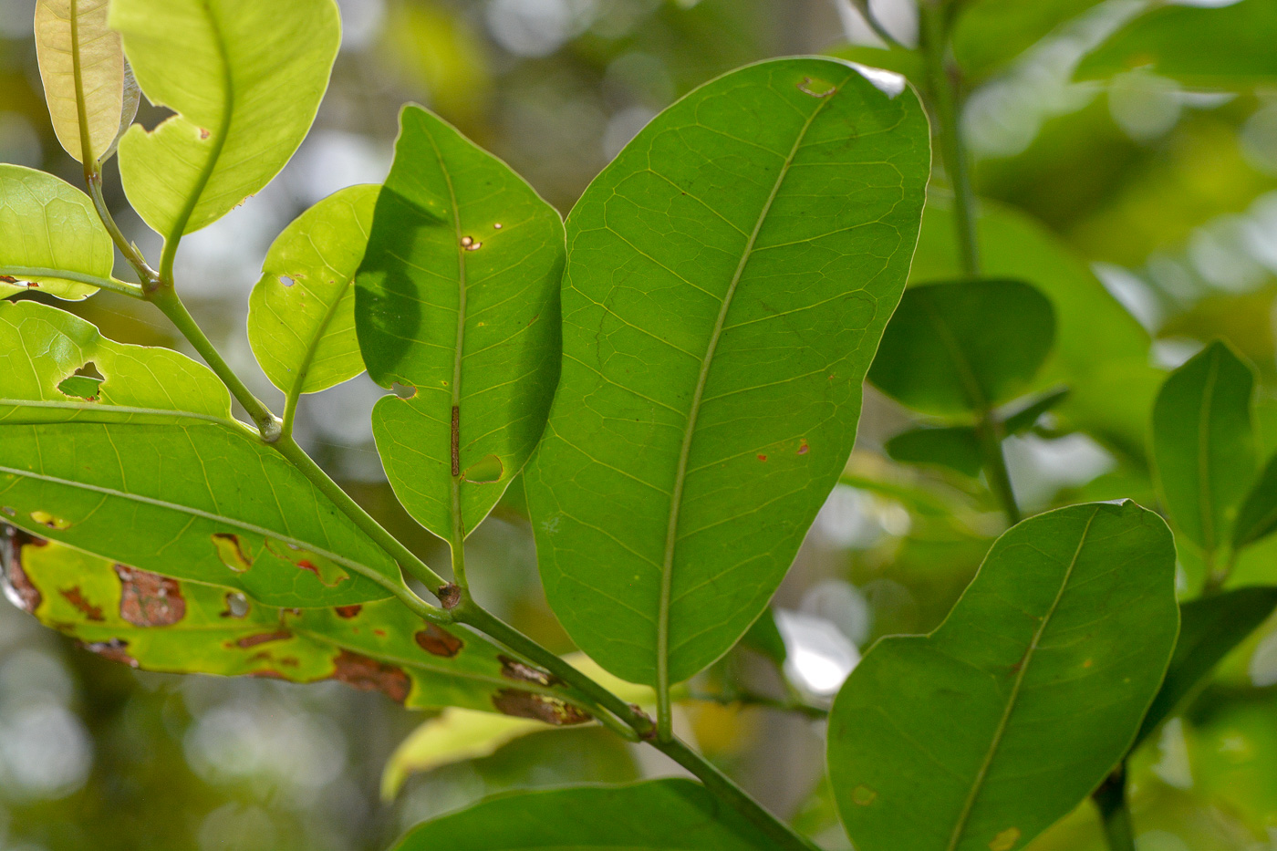 Изображение особи класс Magnoliopsida.