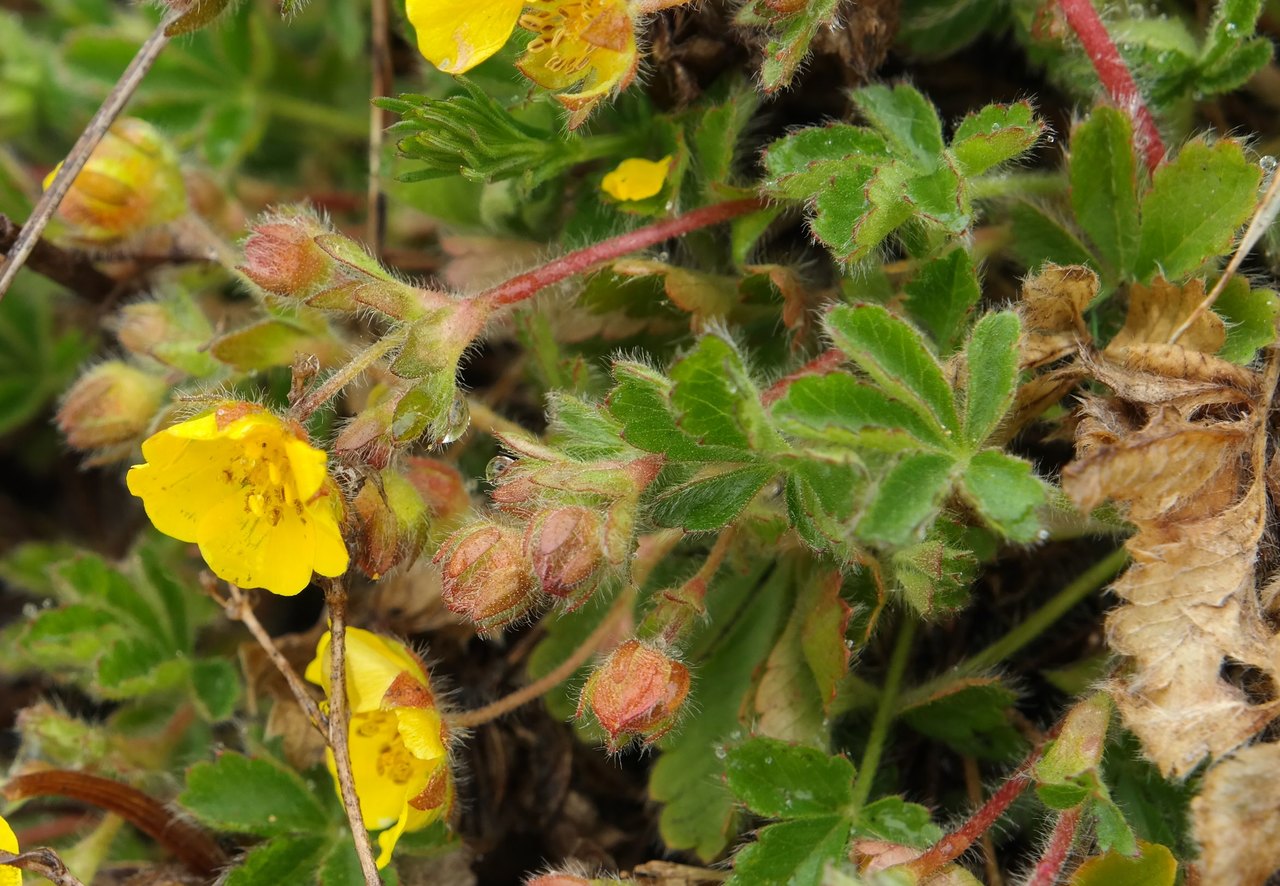 Image of Potentilla depressa specimen.