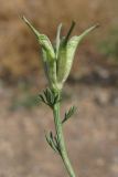 Nigella arvensis. Плод. Крым, Севастополь, окр. ст. Инкерман-2. 9 августа 2012 г.