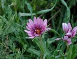 Tragopogon marginifolius. Соцветие. Астраханская обл., Богдинско-Баскунчакский заповедник, гора Большое Богдо, сухая степь. 01.05.2019.