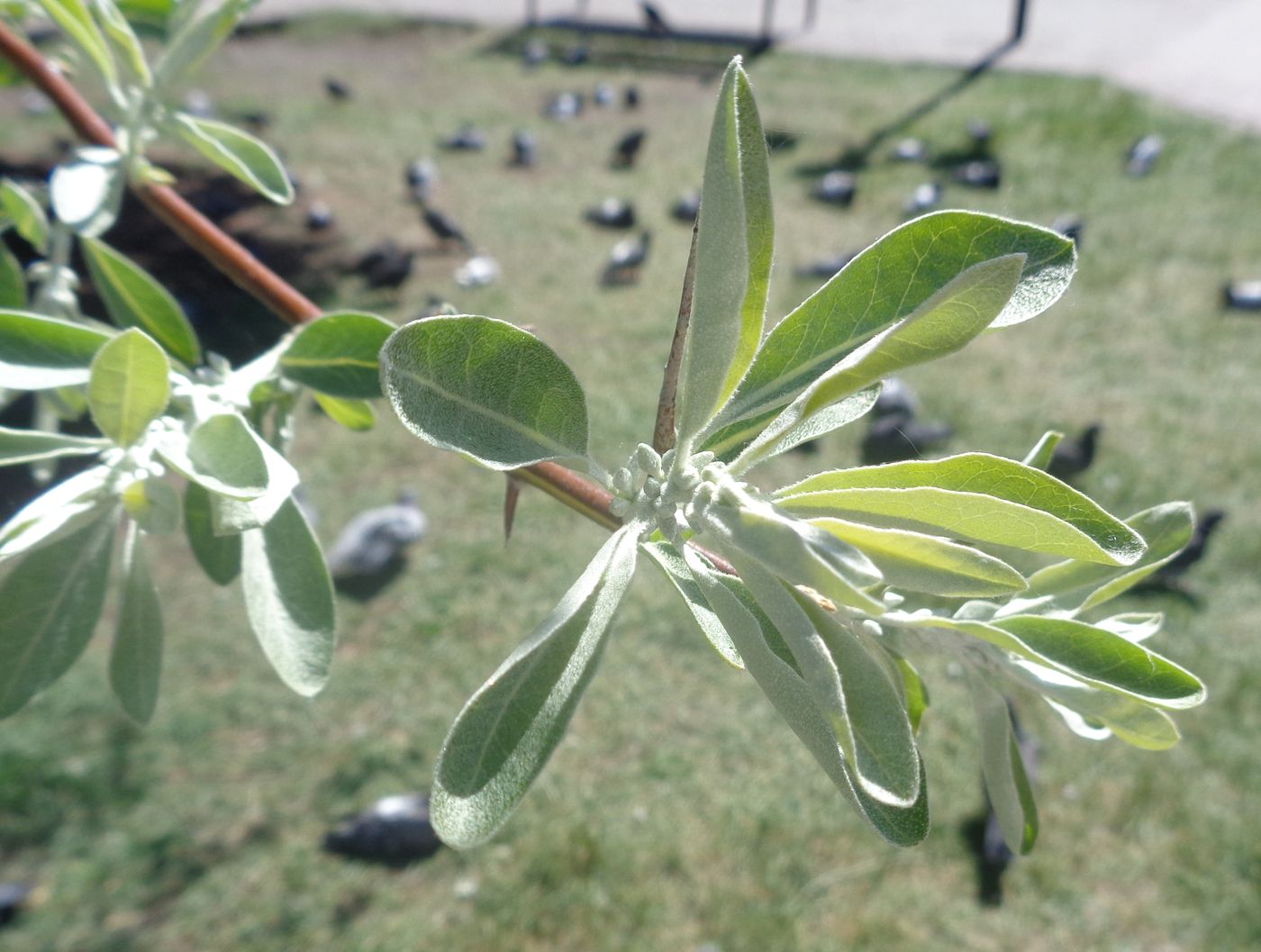 Image of Elaeagnus angustifolia specimen.