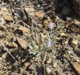 Lactuca undulata