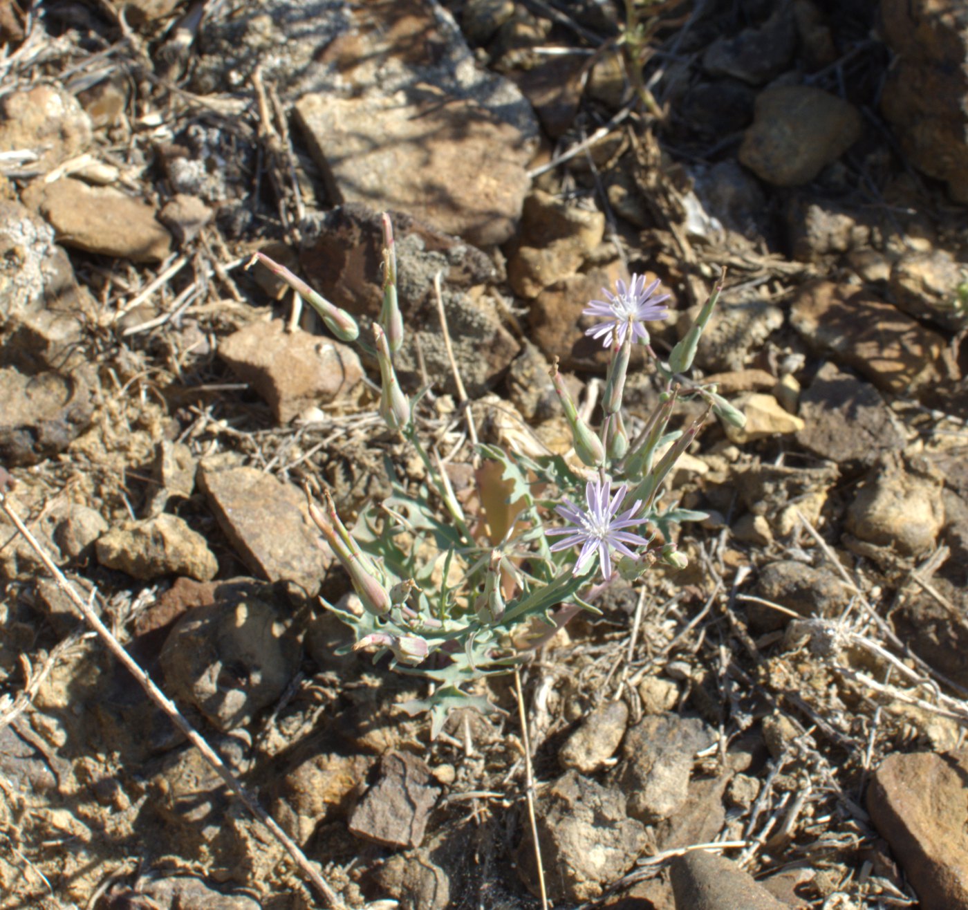 Image of Lactuca undulata specimen.