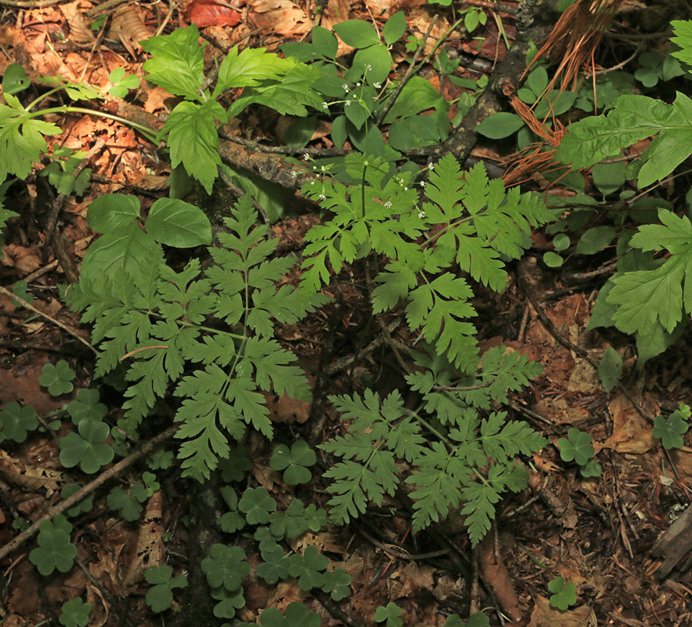 Image of Osmorhiza aristata specimen.