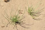 Corispermum lehmannianum