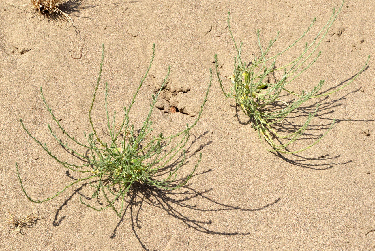 Image of Corispermum lehmannianum specimen.