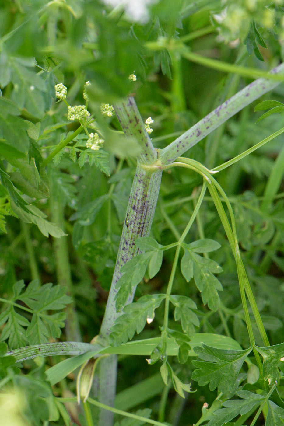 Изображение особи Conium maculatum.