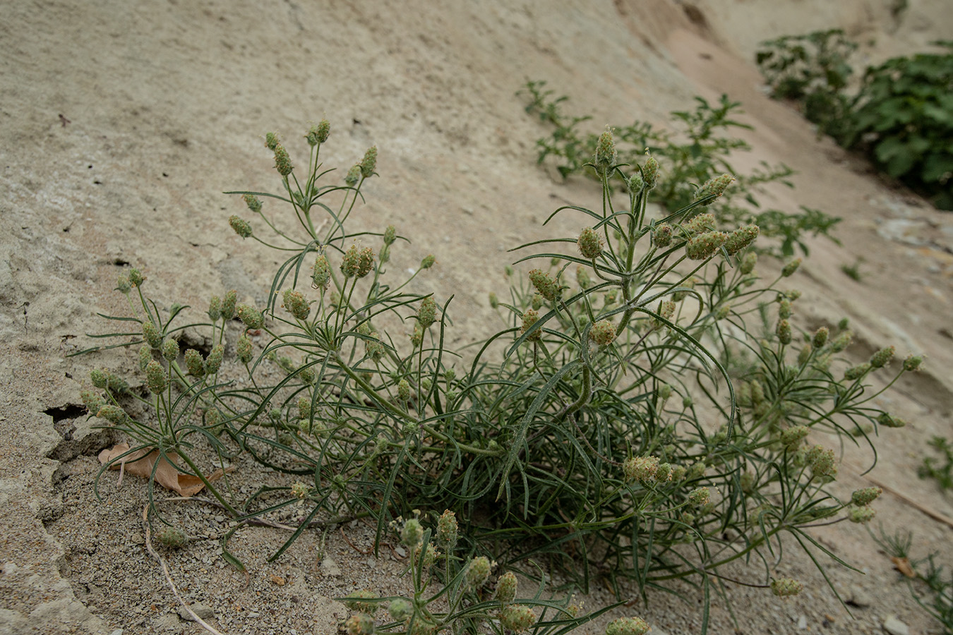 Изображение особи Plantago arenaria.