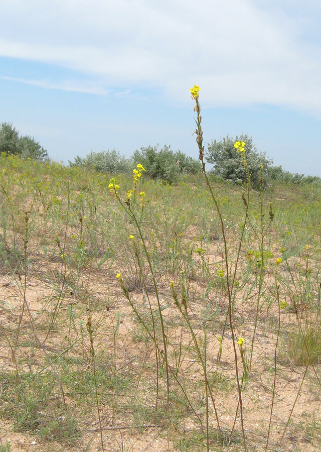 Image of Syrenia montana specimen.