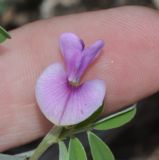 Tephrosia uniflora