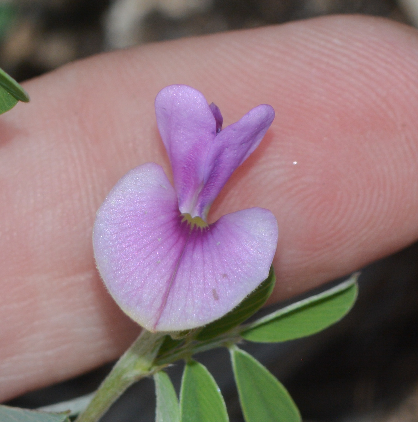 Изображение особи Tephrosia uniflora.