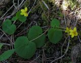 Viola biflora. Цветущее растение на задернованных скалах. Республика Алтай, Онгудайский р-н, пер. Семинский, около 1750 м н.у.м. 05.07.2010.