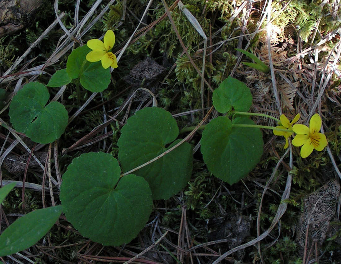 Изображение особи Viola biflora.