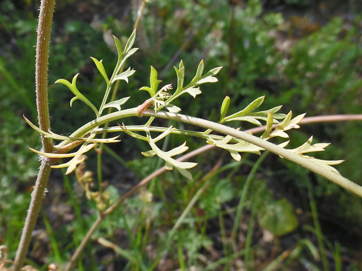 Image of Daucus carota specimen.