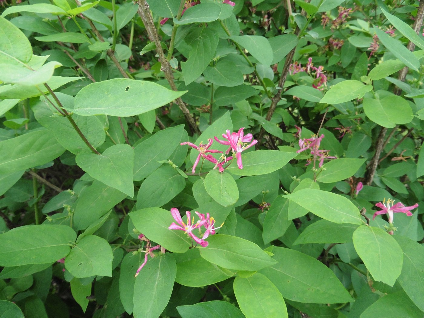 Image of Lonicera tatarica specimen.