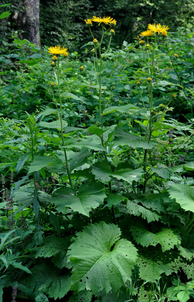 Изображение особи Telekia speciosa.