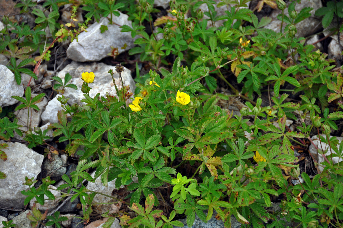 Image of Potentilla reptans specimen.