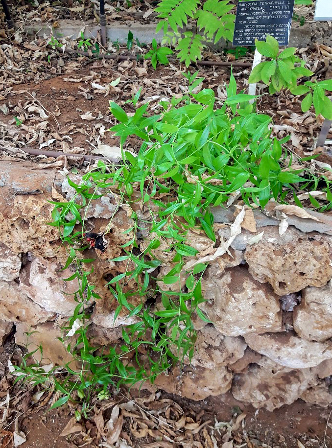 Image of Gloriosa superba specimen.