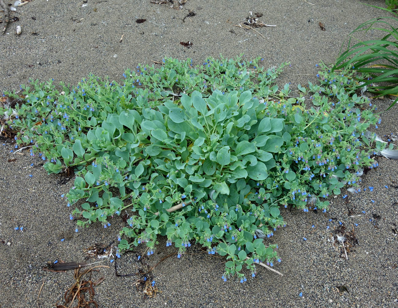 Изображение особи Mertensia maritima.