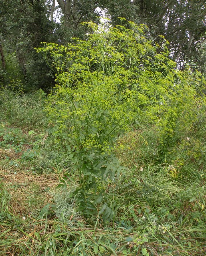 Изображение особи Pastinaca sylvestris.