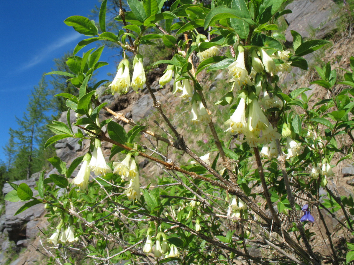 Image of Lonicera hispida specimen.