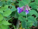 Lathyrus japonicus