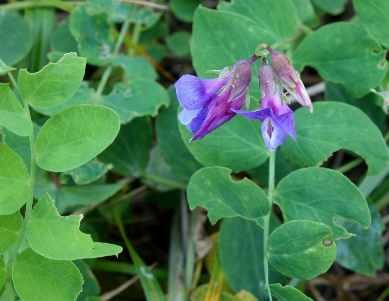 Image of Lathyrus japonicus specimen.