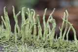 Cladonia coniocraea. Талломы. Кировская обл., окр. г. Кирово-Чепецк, смешанный лес, на полуразложившейся древесине. 18.05.2017.