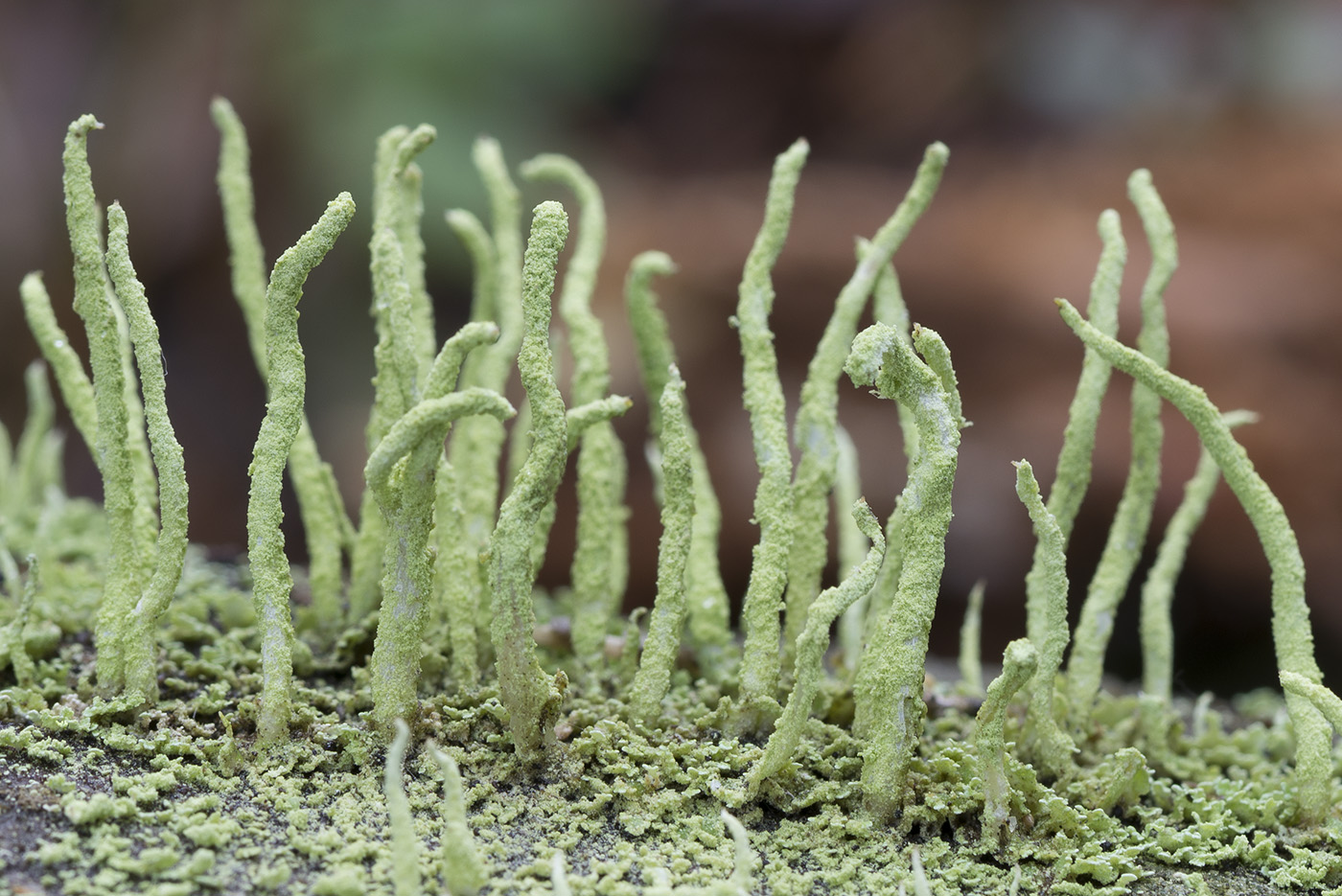 Image of Cladonia coniocraea specimen.