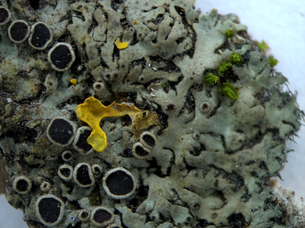 Image of Phaeophyscia ciliata specimen.