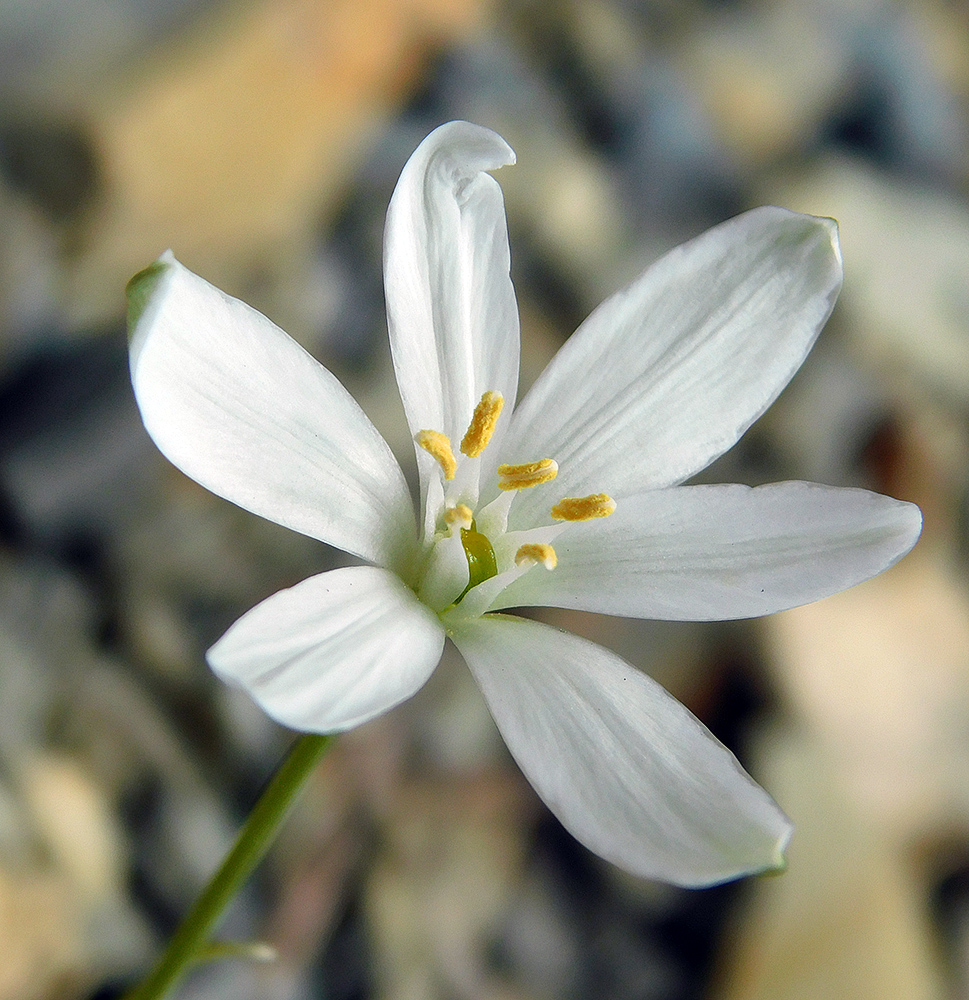 Изображение особи Ornithogalum woronowii.