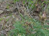 Astragalus fedtschenkoanus