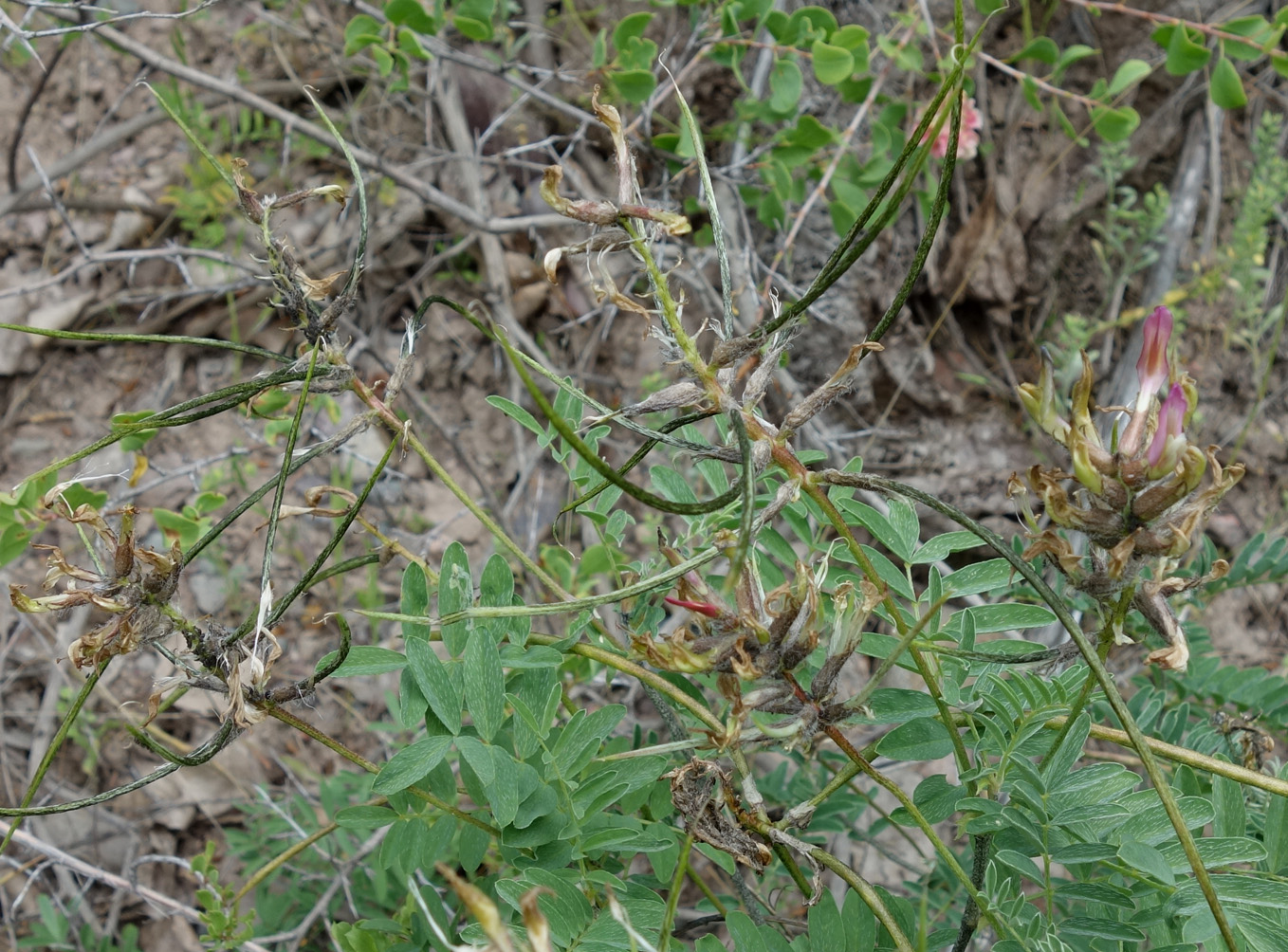 Изображение особи Astragalus fedtschenkoanus.