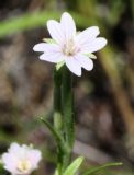 Epilobium palustre