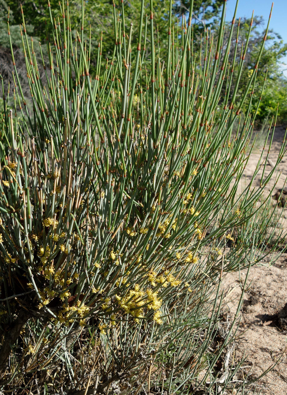 Image of Ephedra intermedia specimen.