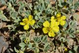 Potentilla acaulis