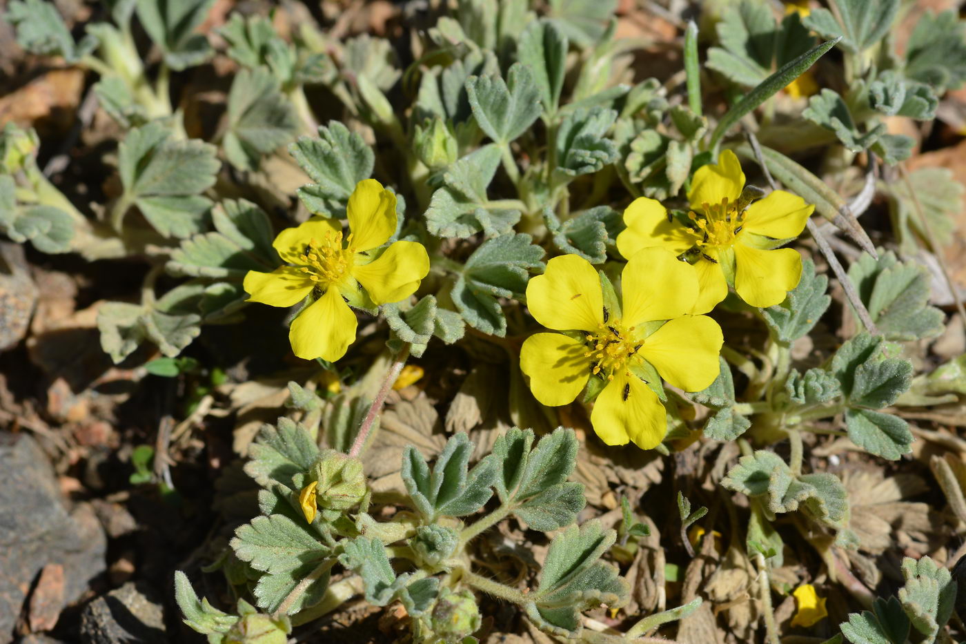 Изображение особи Potentilla acaulis.